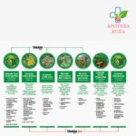 Sinulan Duo Forte za olakšano disanje 15 tableta