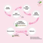 Dafnefol 400 – folna kiselina 90 sublingvalnih tableta + New Iron Menstrual 10 kapsula